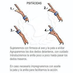 Anillas 5,5 mm Cerradas del Año Color Federación