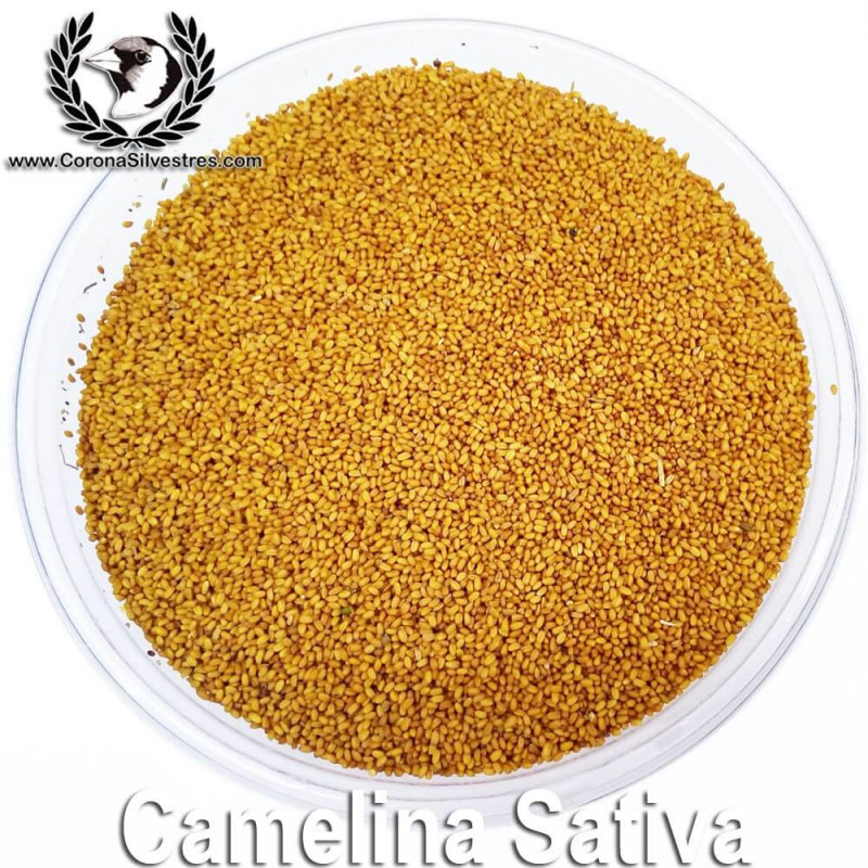 Camelina Sativa