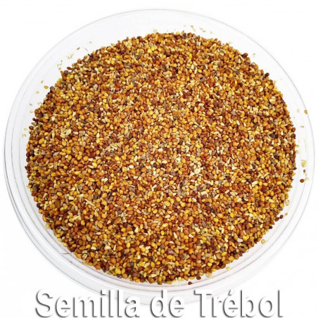 Semilla de Trébol