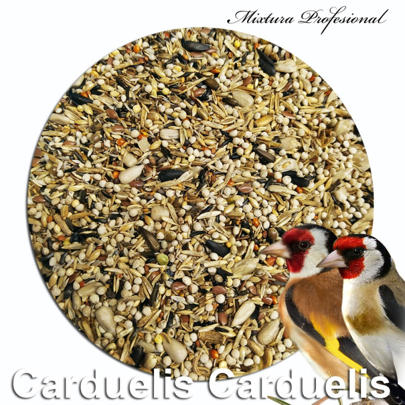 Carduelis Carduelis + Chia