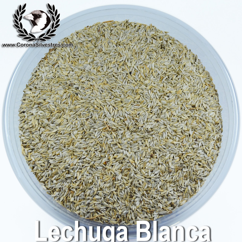 Semilla de Lechuga Blanca