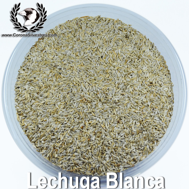 Semilla de Lechuga Blanca Semilla de Lechuga Blanca
