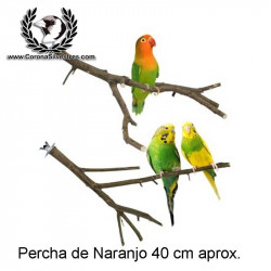 Percha de Naranjo 40 cm