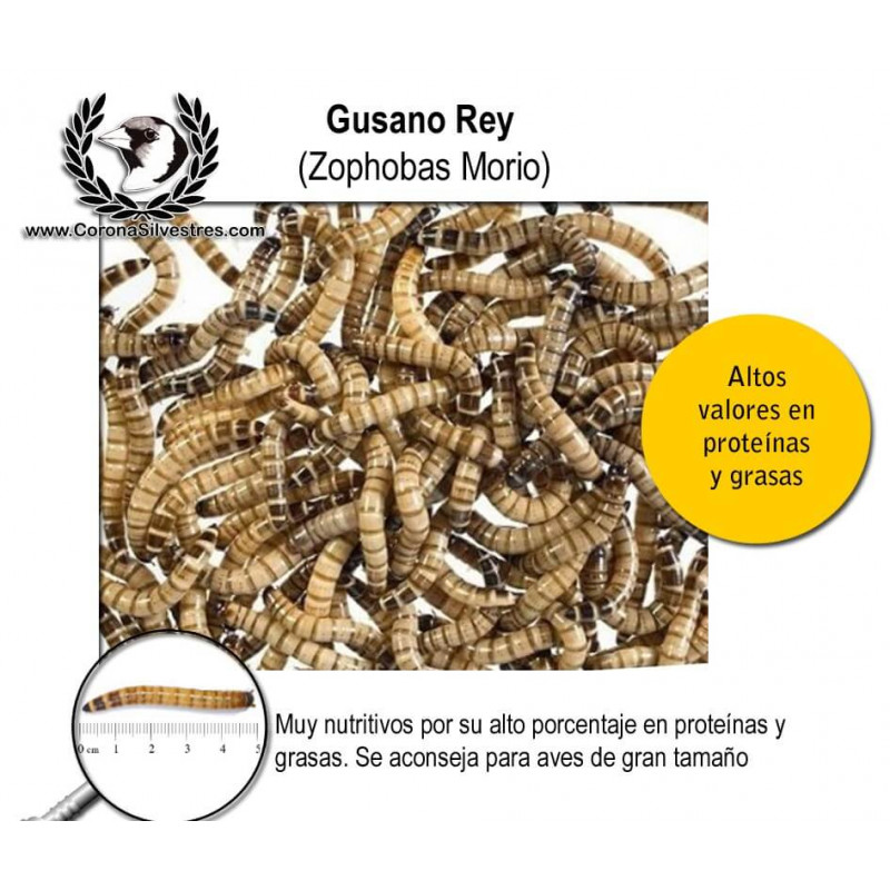 Gusano Rey (Zophofa Morio) 50g