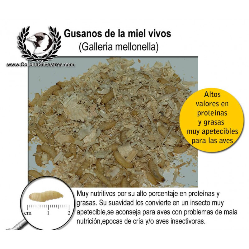 Gusano de la miel  Ración (40-45)