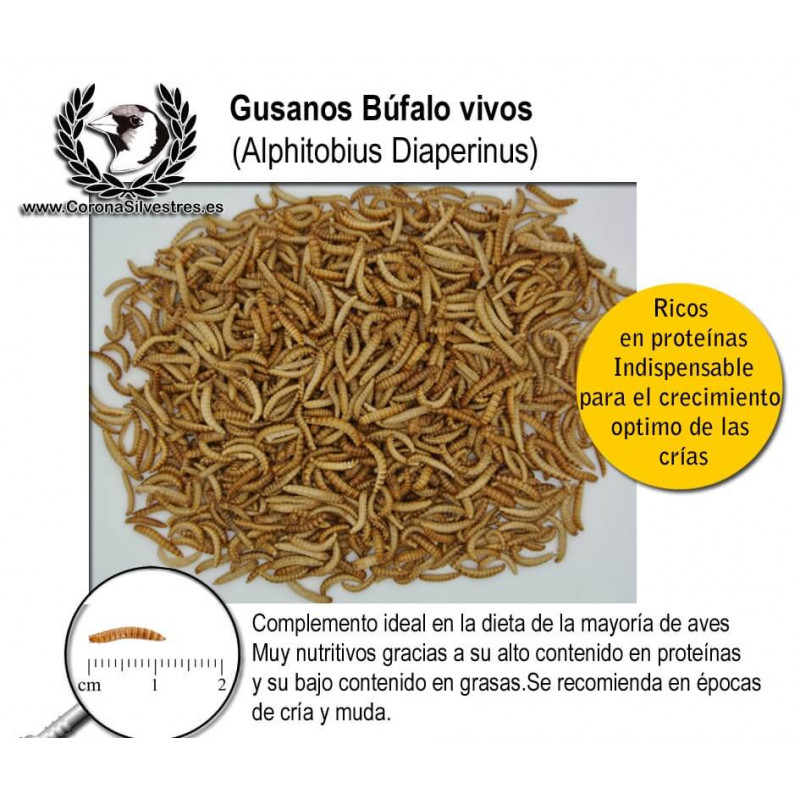 Gusano Búfalo (Alphitobius diaperinus) 30g