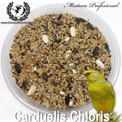 Carduelis chloris