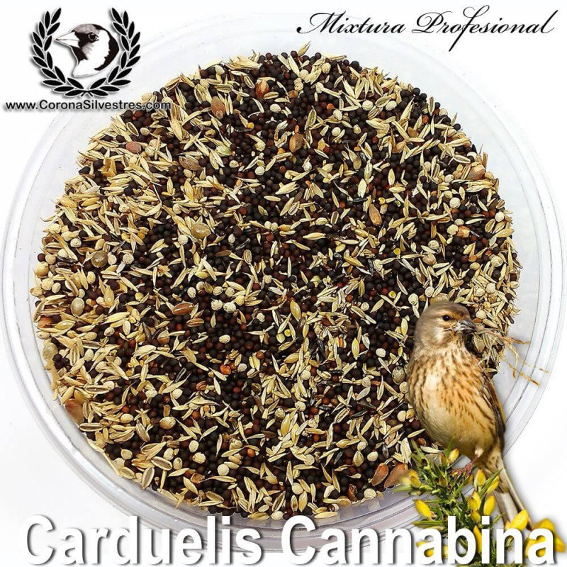 Carduelis Cannabina