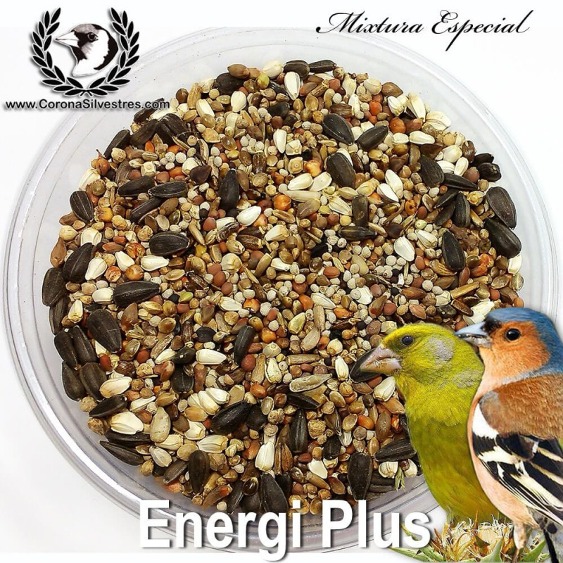 Energi Plus