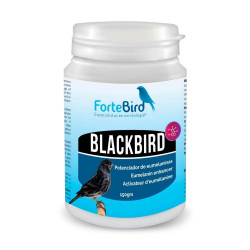 BlackBird ForteBird