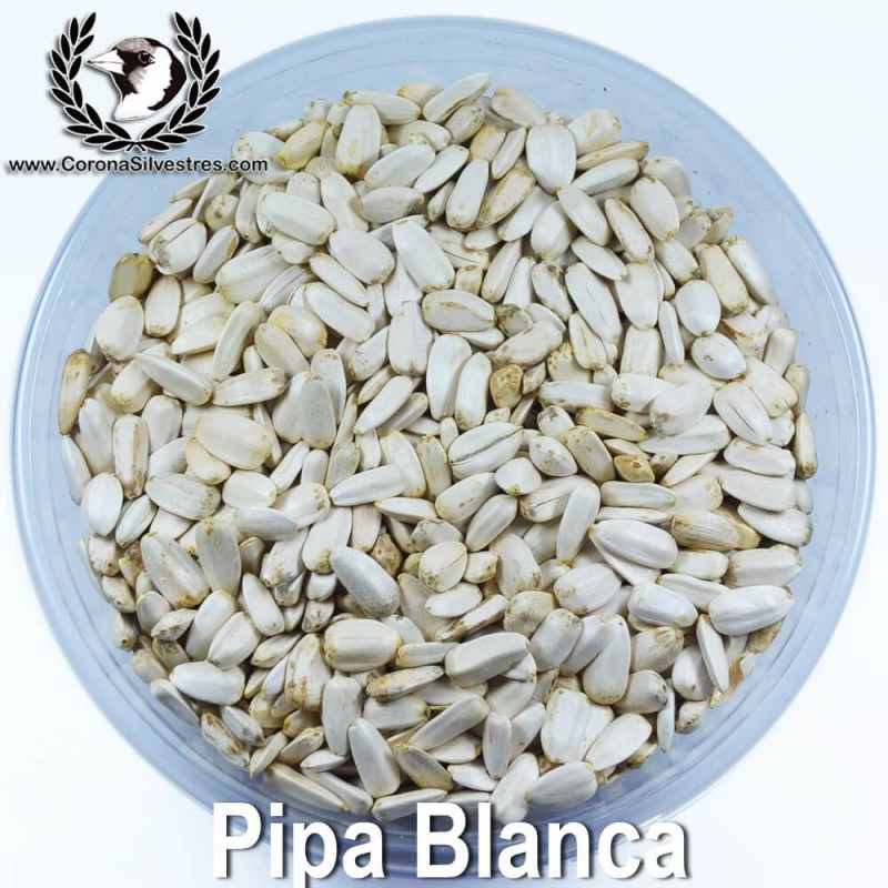 Pipa Blanca de Girasol