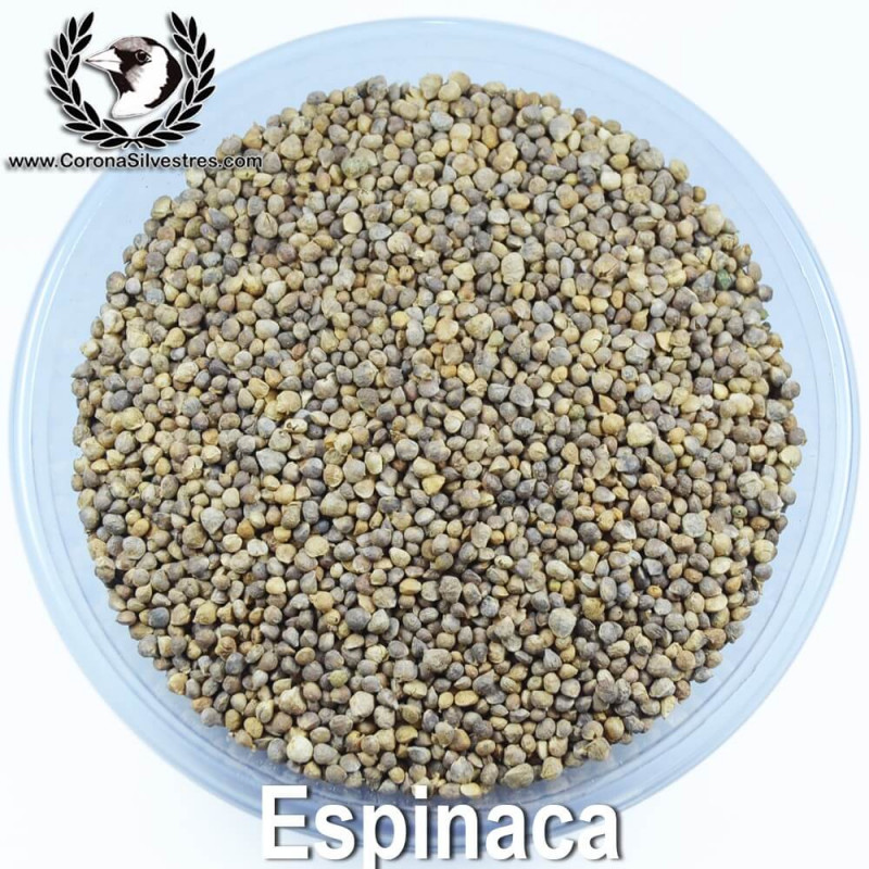 Espinaca Espinaca