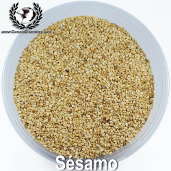 Sesamo