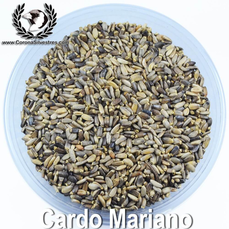 Cardo Mariano