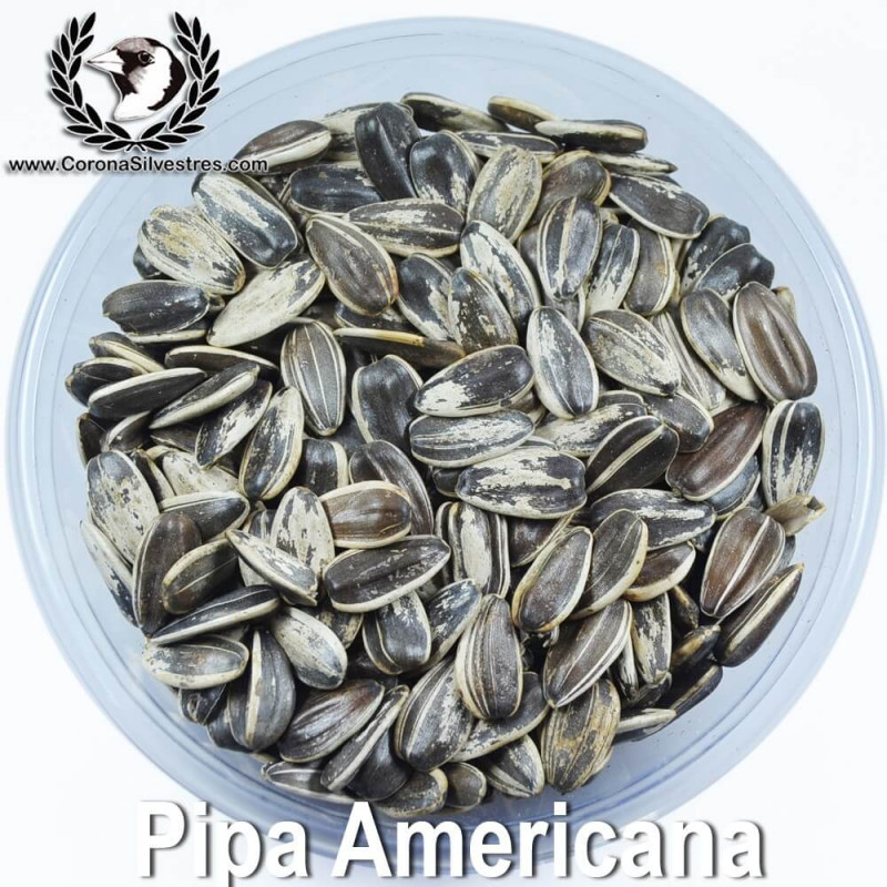 Pipa Americana natural