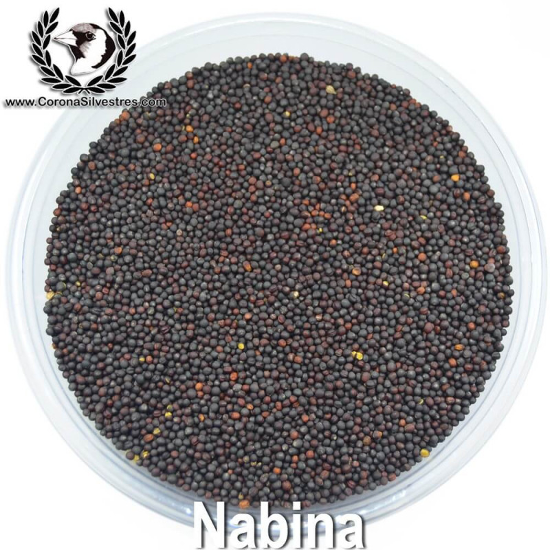 Nabina Nabina