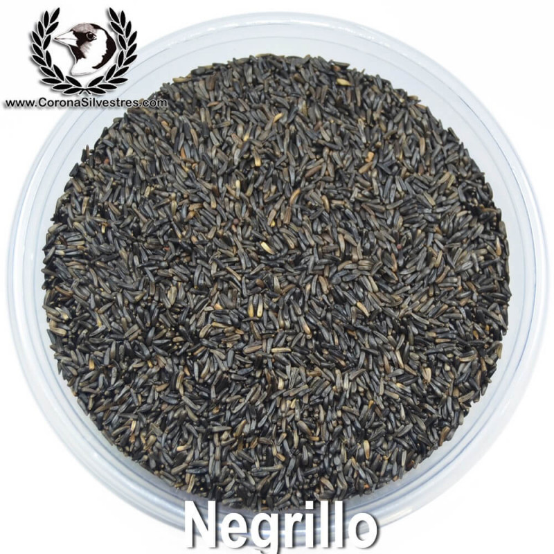 Negrillo