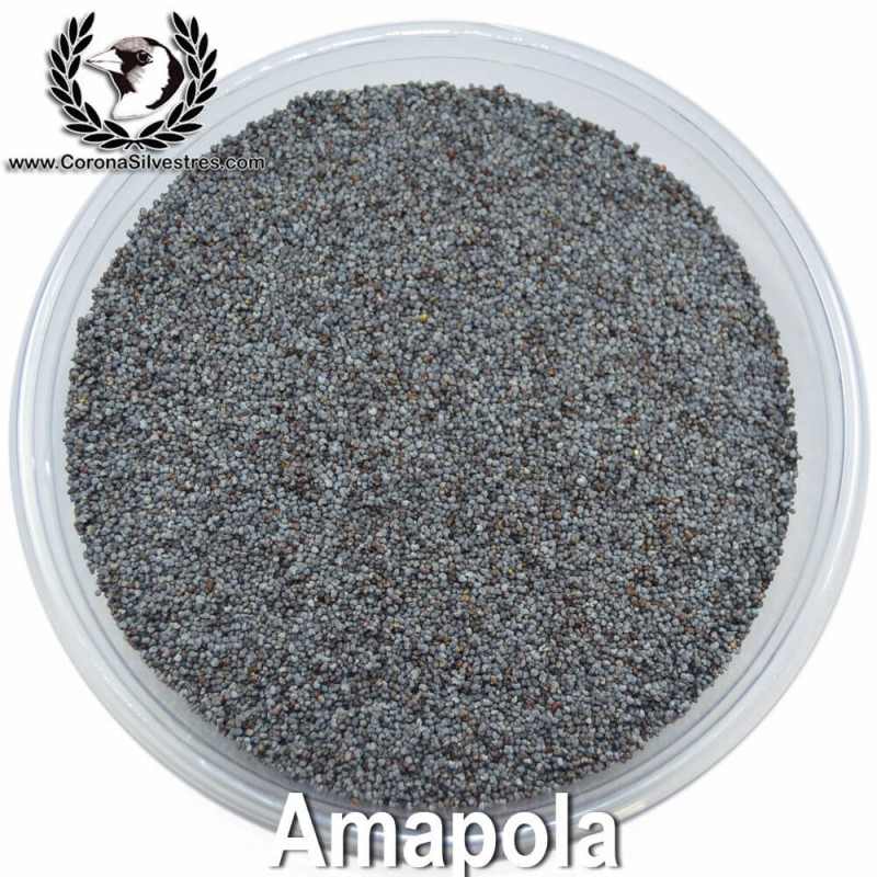 Amapola Amapola