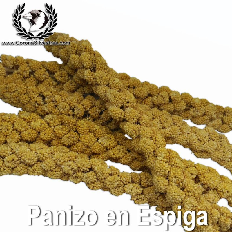 Panizo en Espigas (9-10 espigas) Bolsa Panizo en Espigas (9-10 espigas) Bolsa