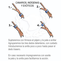 Anillas 2,7 mm Cerradas del Año
